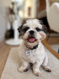 Médaille personnalisée pour chien ou chat en sublimation | Putchy Studio