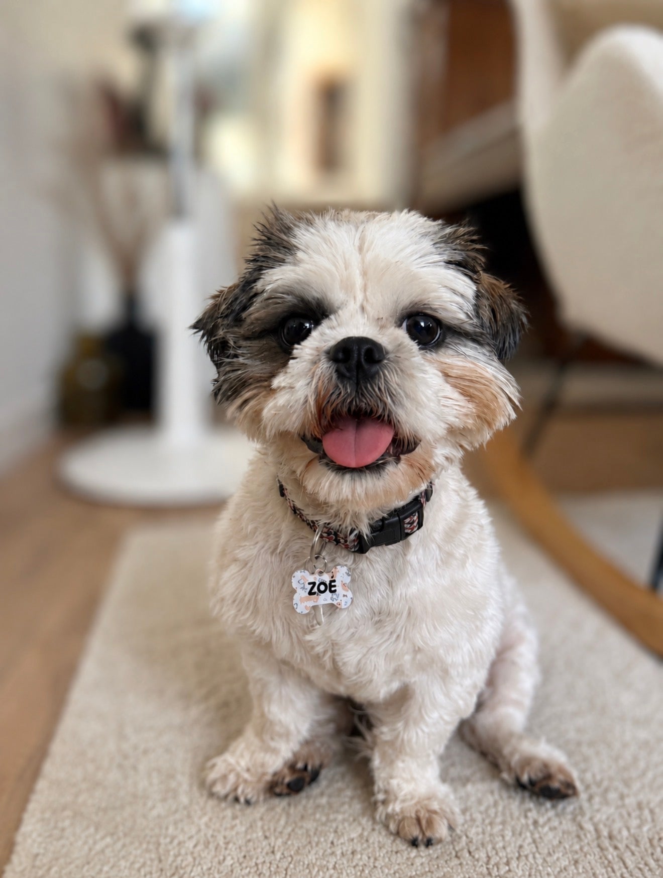 Médaille personnalisée pour chien ou chat en sublimation | Putchy Studio